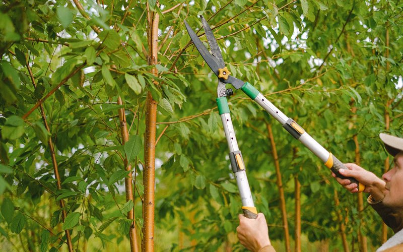 Tree trimming in Rossville, IL